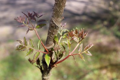 Aralia chinensis - arálie čínská - list jaro